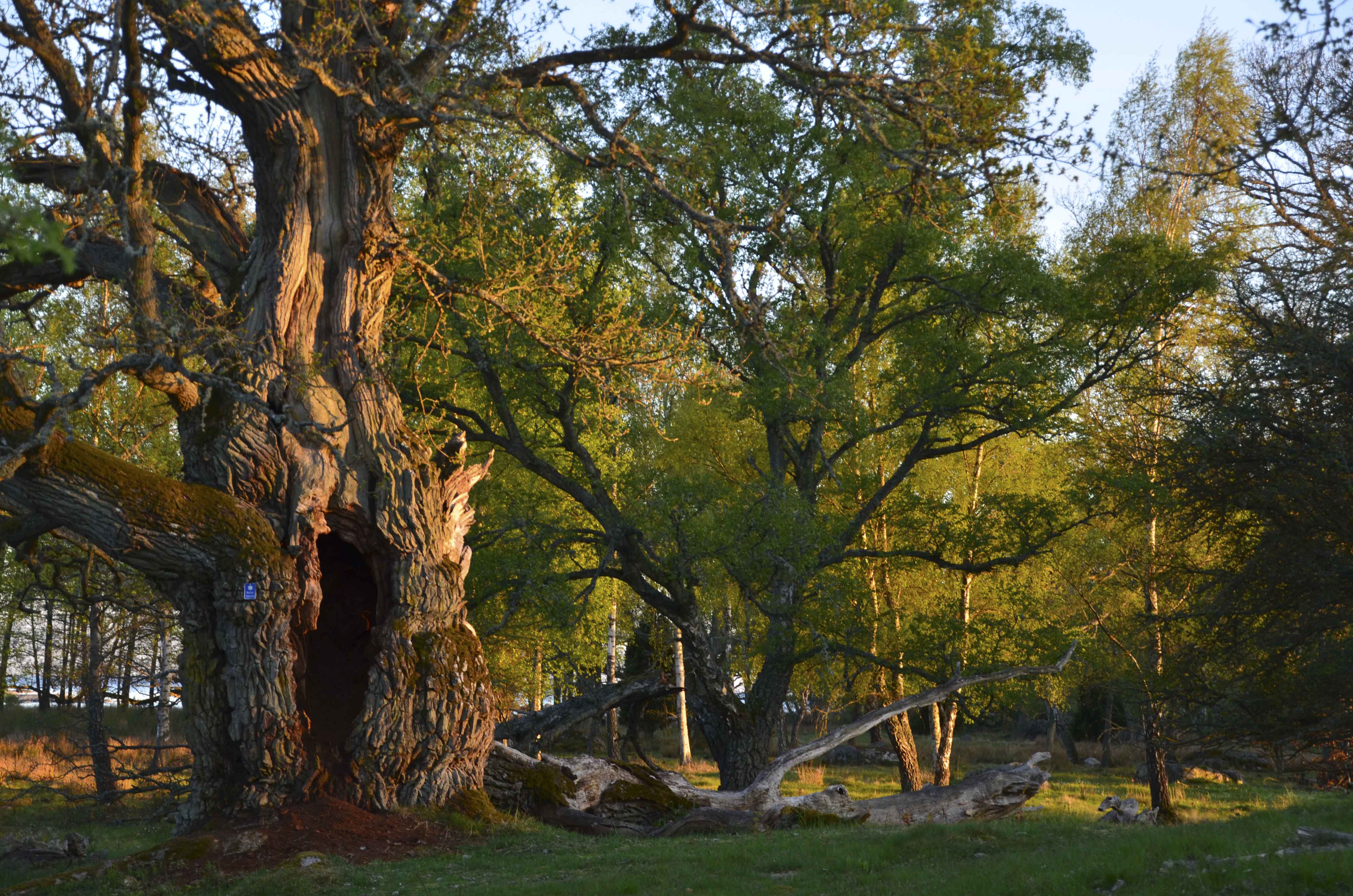 Millegarne och huggorm 114_copy