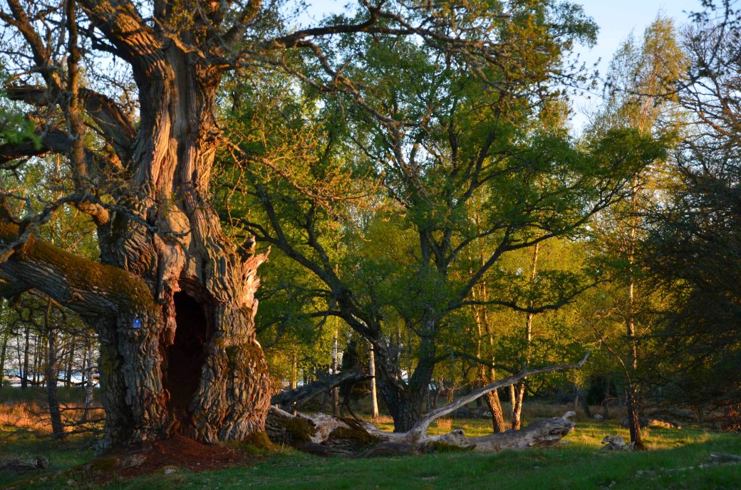 Millegarne och huggorm 114_copy