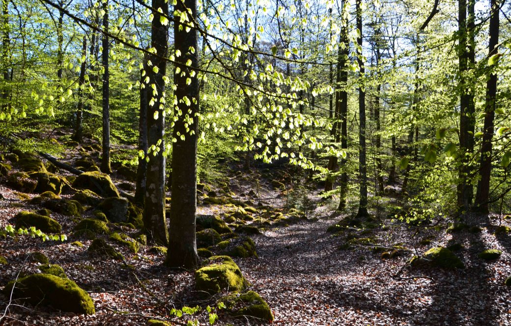 Vedema och äppelblom inne 034_copy