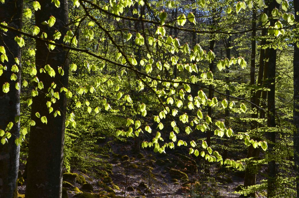 Vedema och äppelblom inne 036_copy