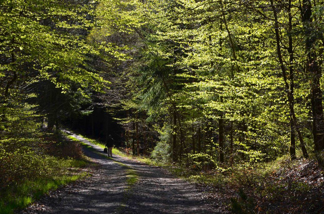 Vedema och äppelblom inne 044_copy