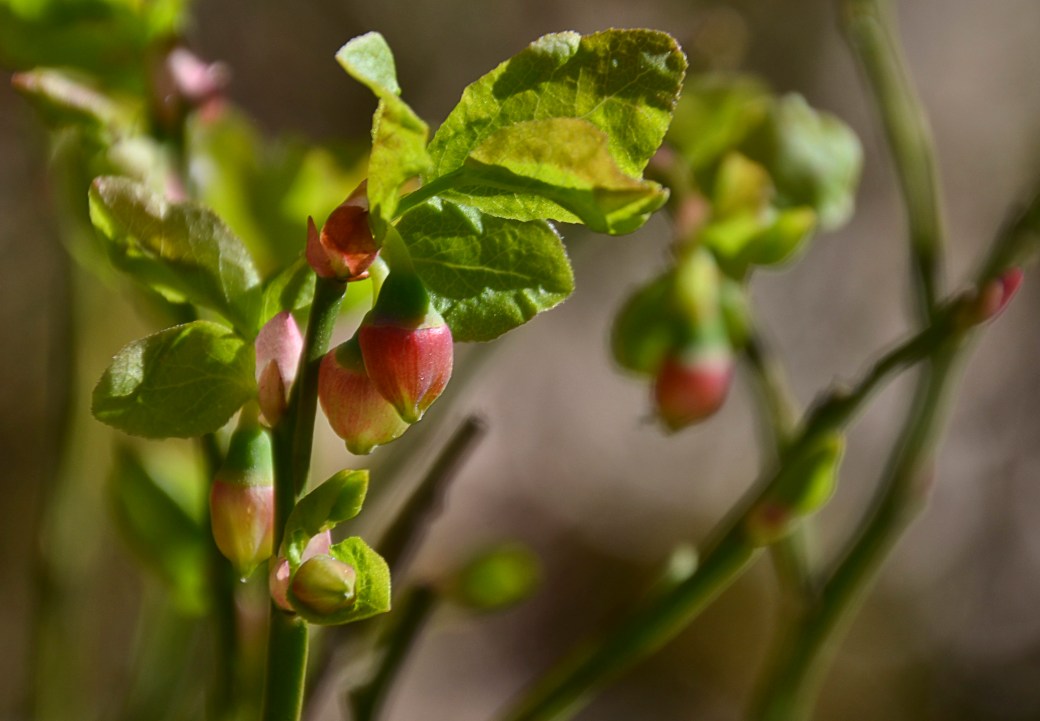 Vedema och äppelblom inne 057_copy