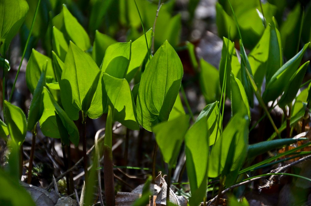 Vedema och äppelblom inne 071_copy
