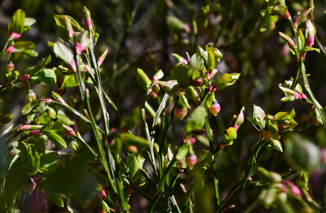 Vedema och äppelblom inne 074_copy
