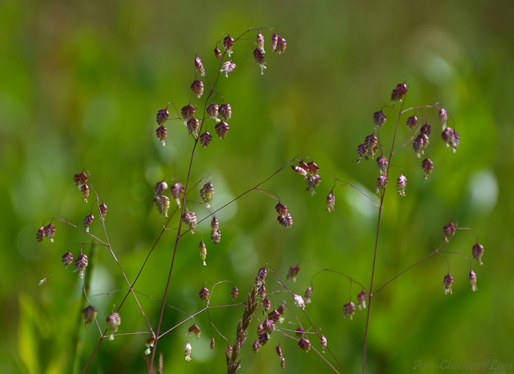 Lampborste och Åraslövs mosse 140_copy