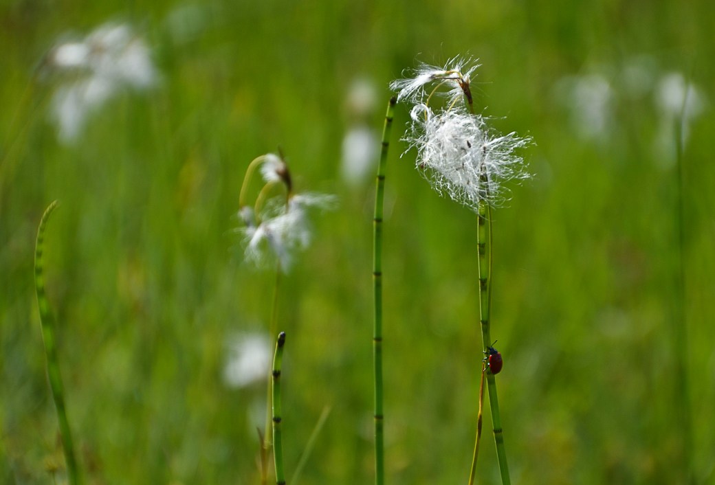 Lampborste och Åraslövs mosse 149_copy