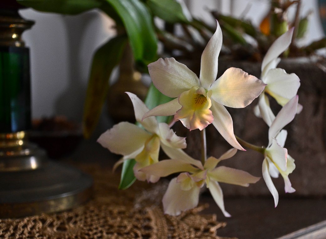Orkide mm sommar 2016 013_copy