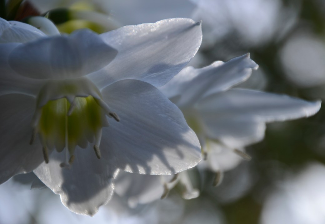 amazonliljan-blommar-2016-071_copy