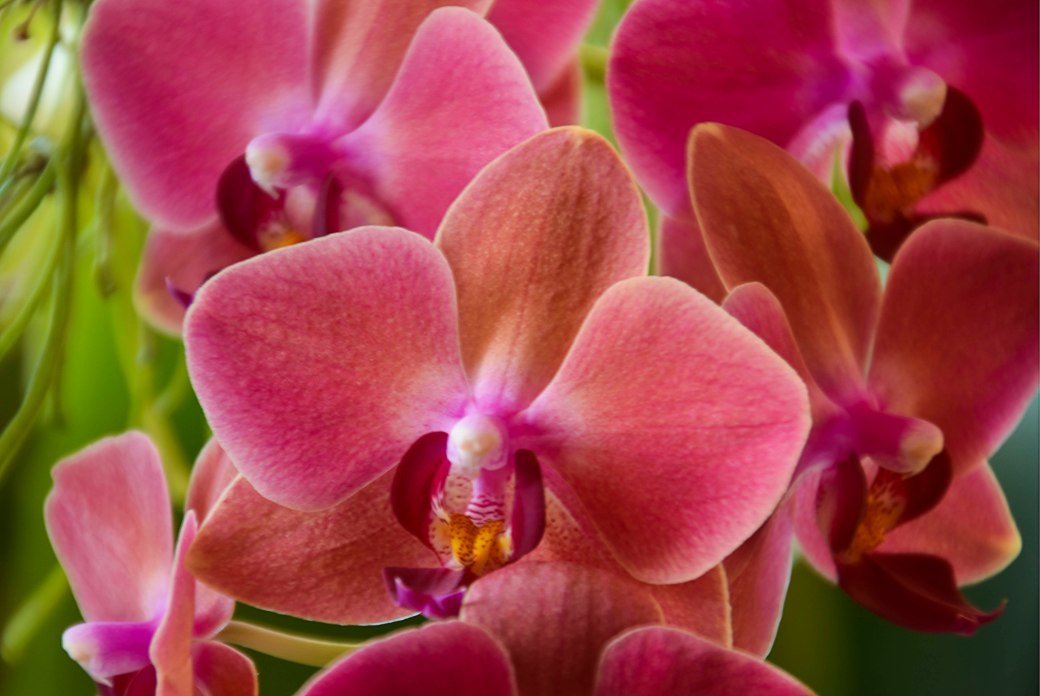 vinter-och-blomning-inomhus-184_copy