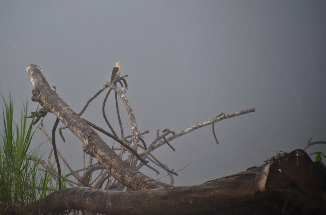 amazonas-och-galapagos-312_copy