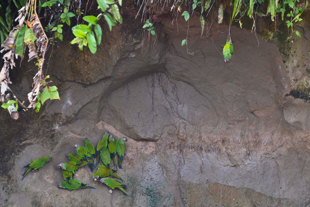 amazonas-och-galapagos-359_copy