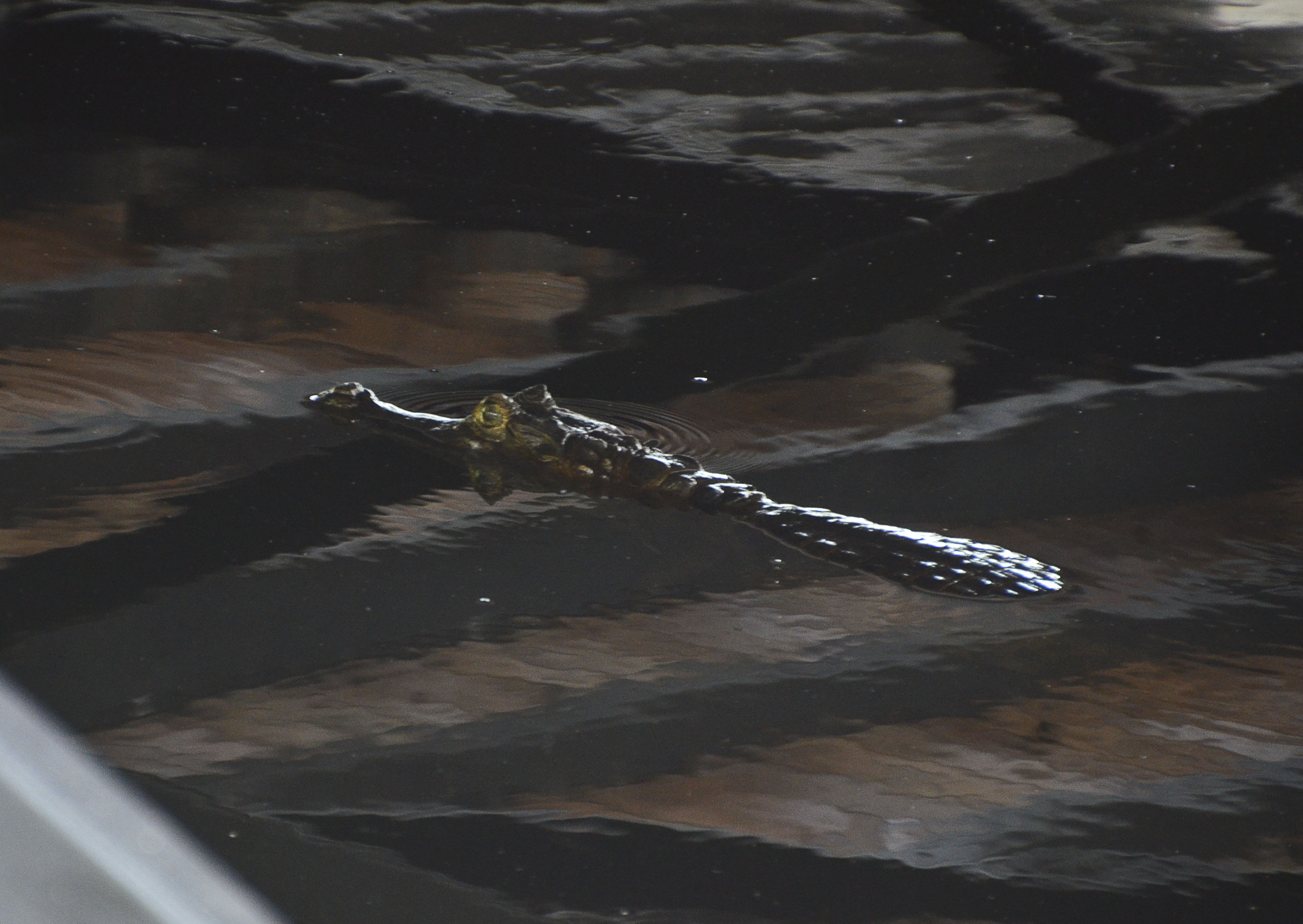 amazonas-och-galapagos-747_copy