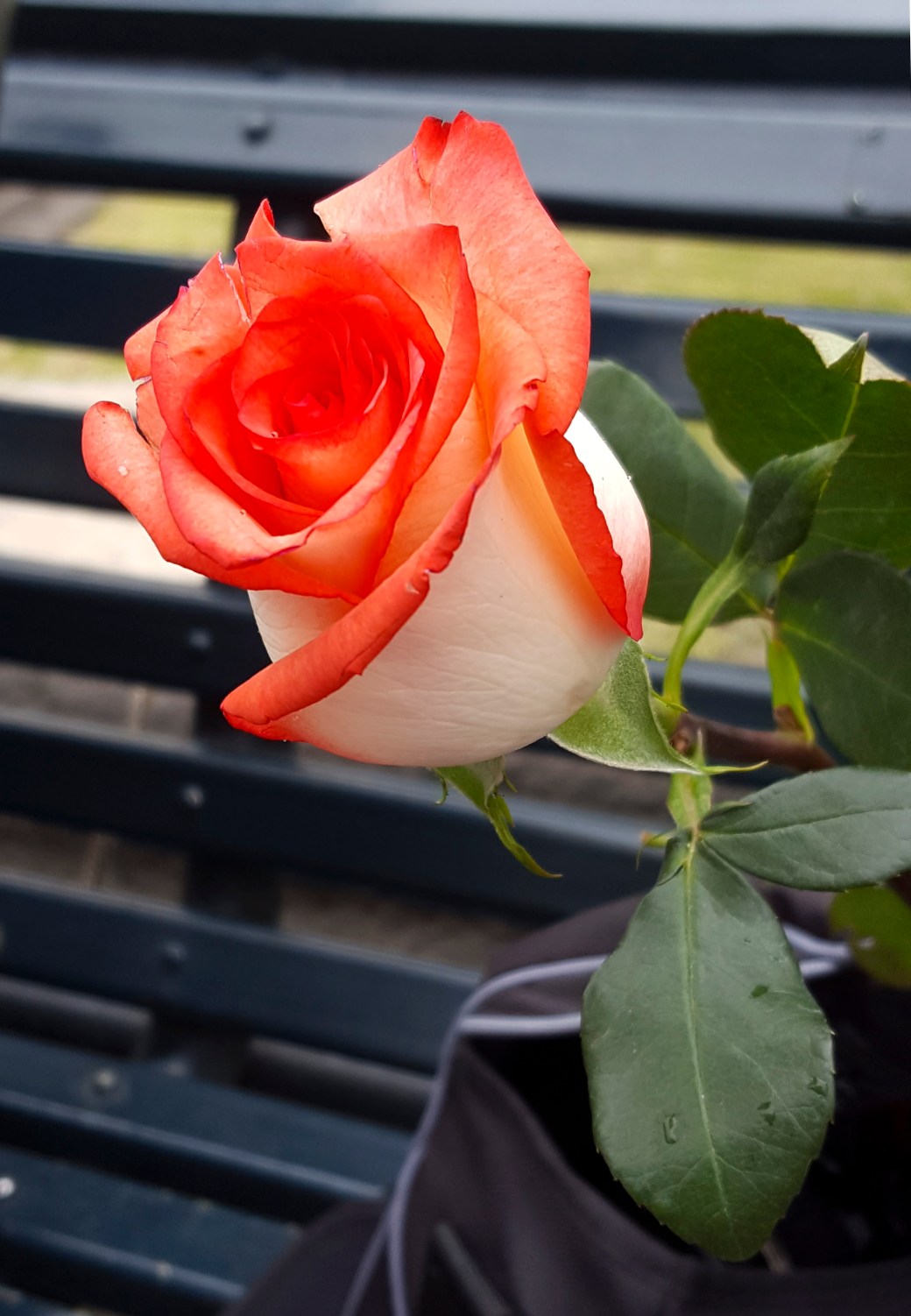 20161202_092933_001_copy