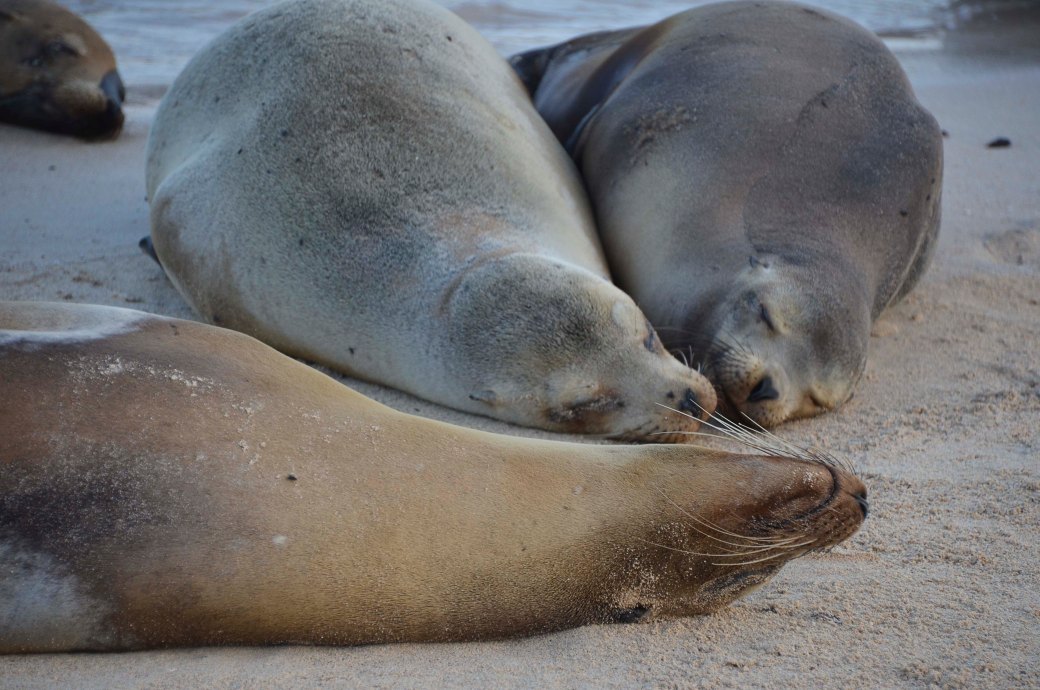 amazonas-2-och-galapagos-1-1023_copy