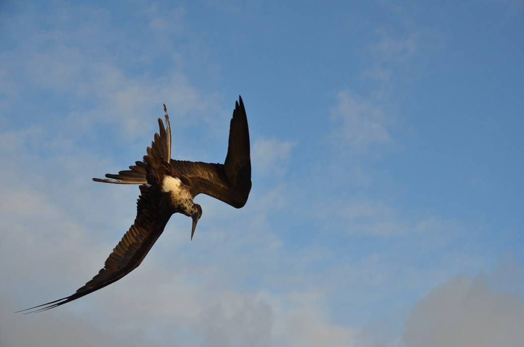 amazonas-2-och-galapagos-1-624_copy