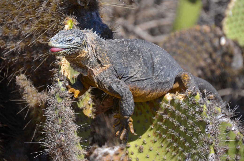 amazonas-2-och-galapagos-1-853_copy
