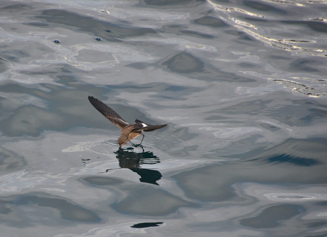 galapagos-3-and-4-552_copy