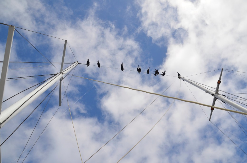 galapagos-3-and-4-707_copy