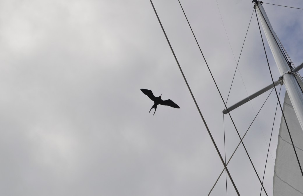 galapagos-3-and-4-711_copy