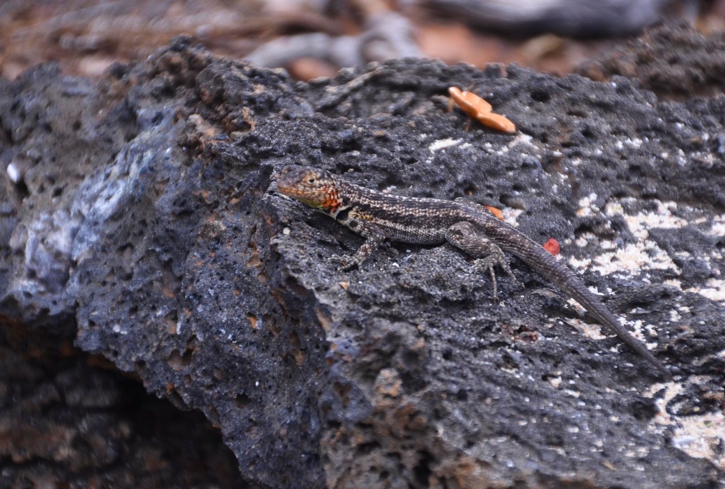 galapagos-3-and-4-730_copy