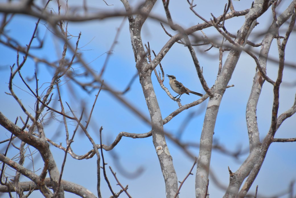 galapagos-3-and-4-818_copy