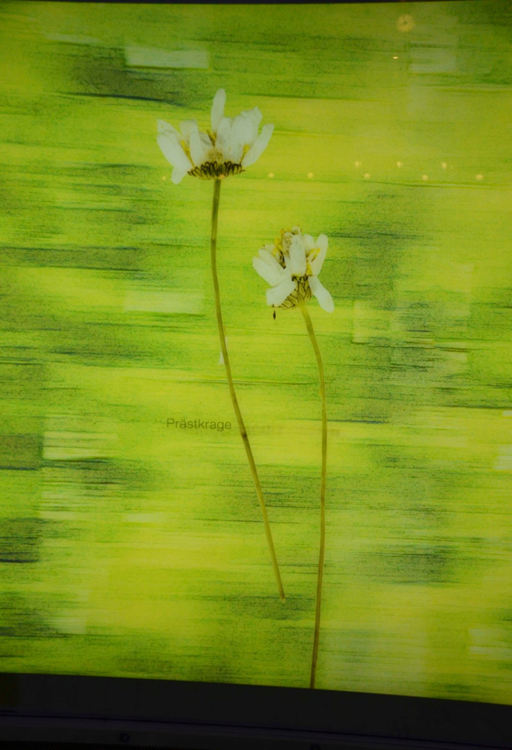 norrland-och-vasterbotten-511_copy