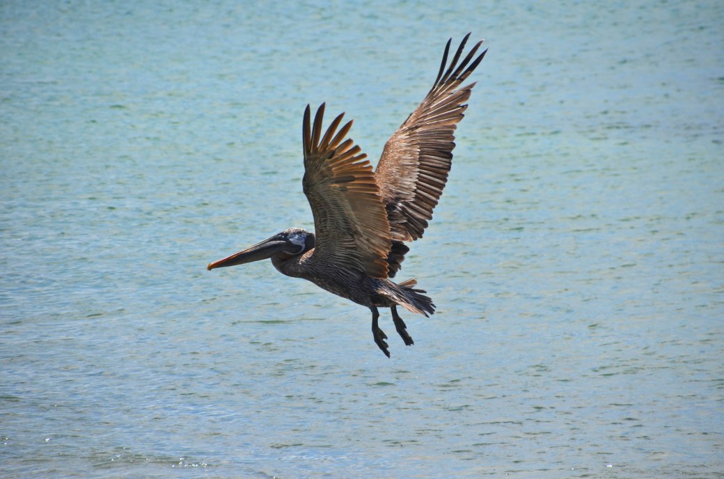 Galapagos 3 and 4 682_copy