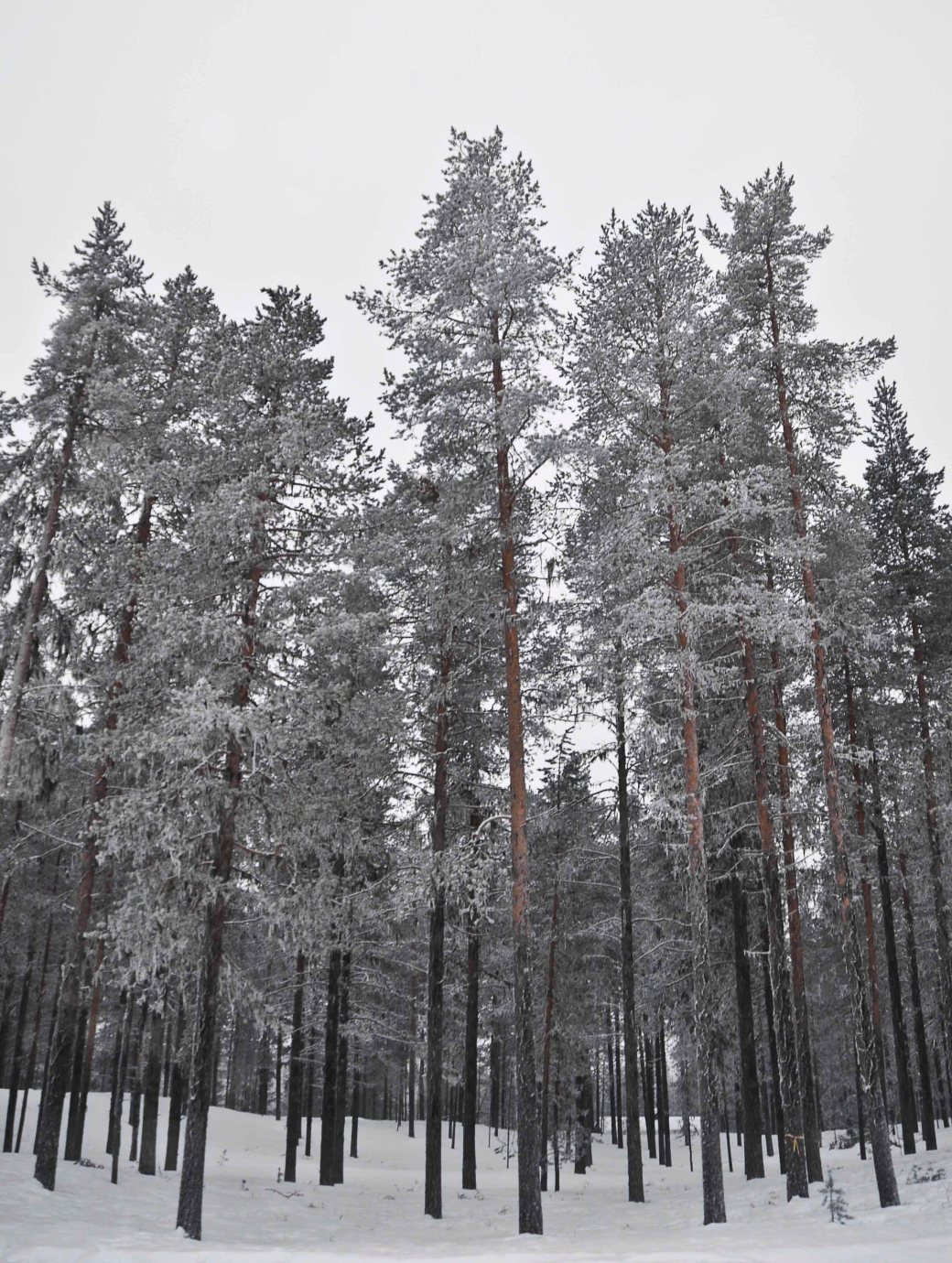 Norrland och Västerbotten 479_copy