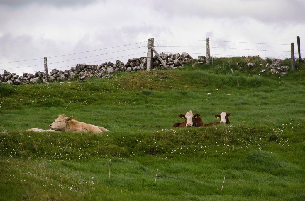 Irland 2017 1267_copy