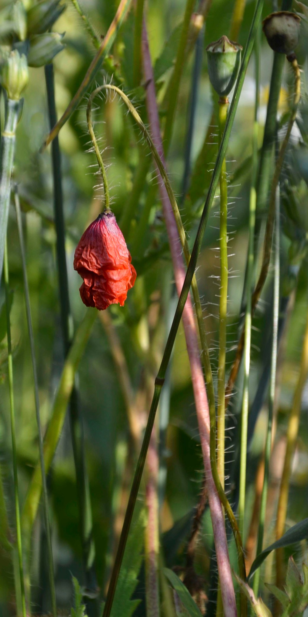 Vanås Viveka 545_copy1