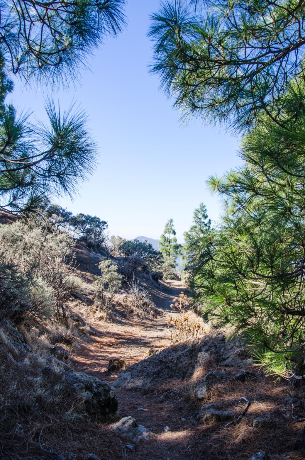 CPH jul och Gran Canaria 2017 1301-2