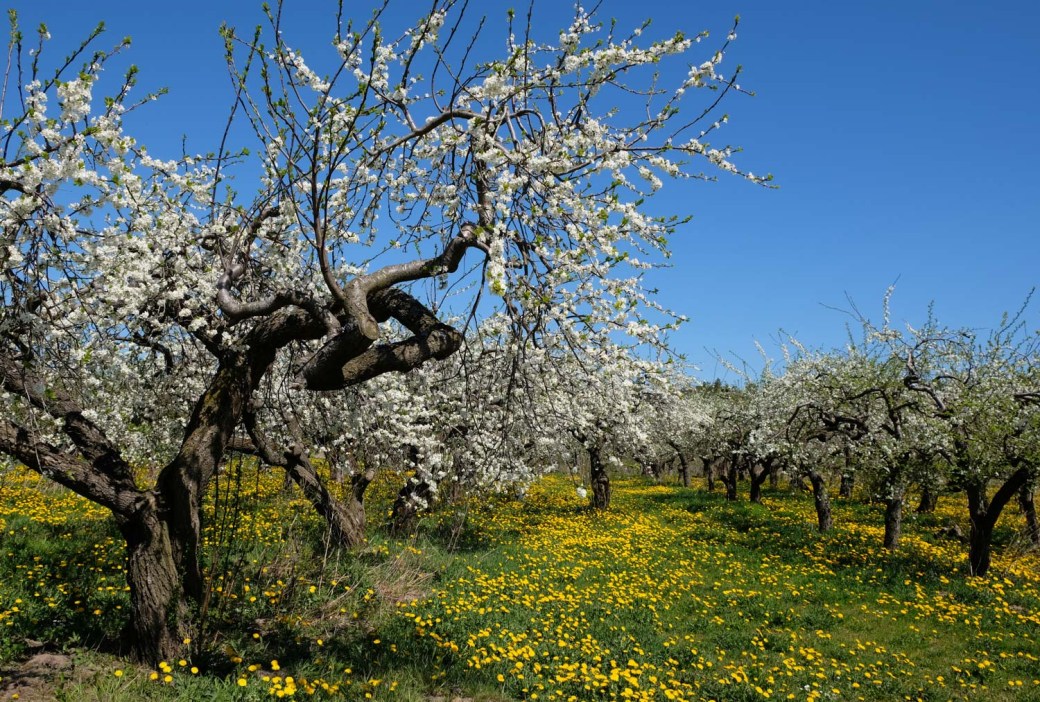 Stenshuvud 7 maj 2018 107-2