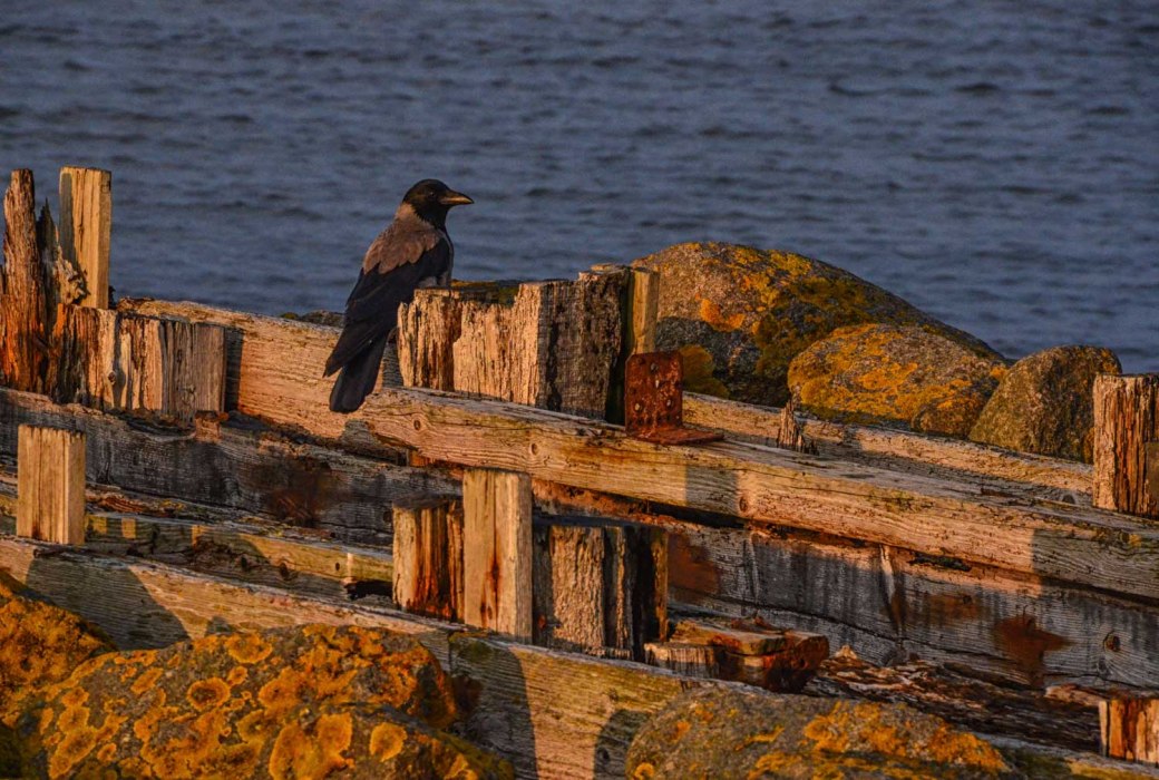 Drakflygningsfestival Fanö 595-Redigera