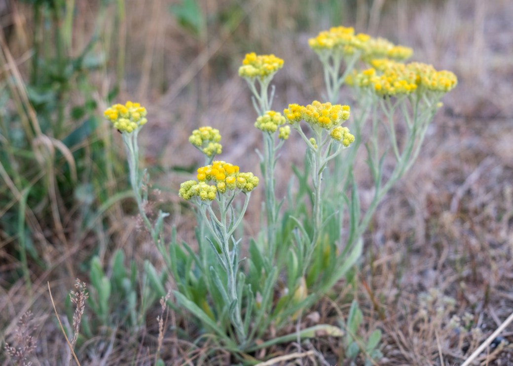 Sommarkväll blommor och grodor 2018 087-2