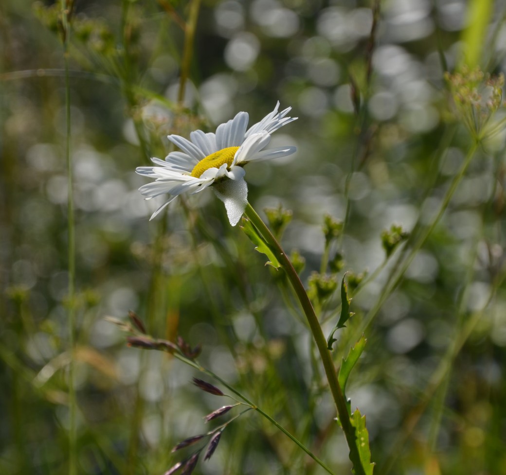 Abisko och Lofoten 2018 888-2