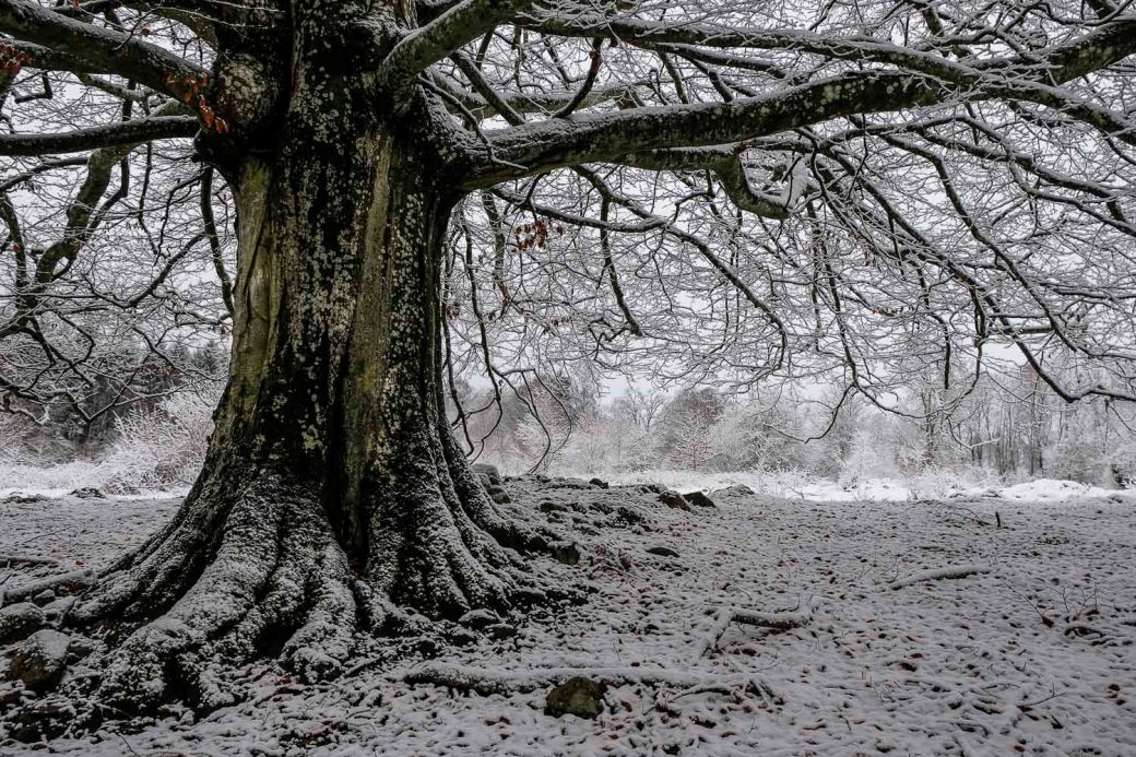 Vinterförejul 2018 033-3