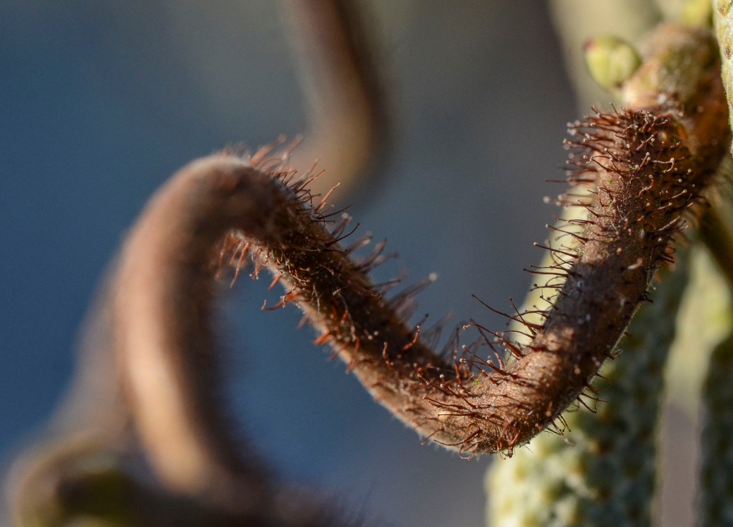 macro trädgåden januari 2018 017-redigera