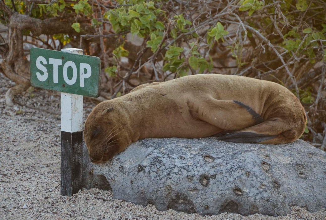 Galapagos 3 and 4 407-2