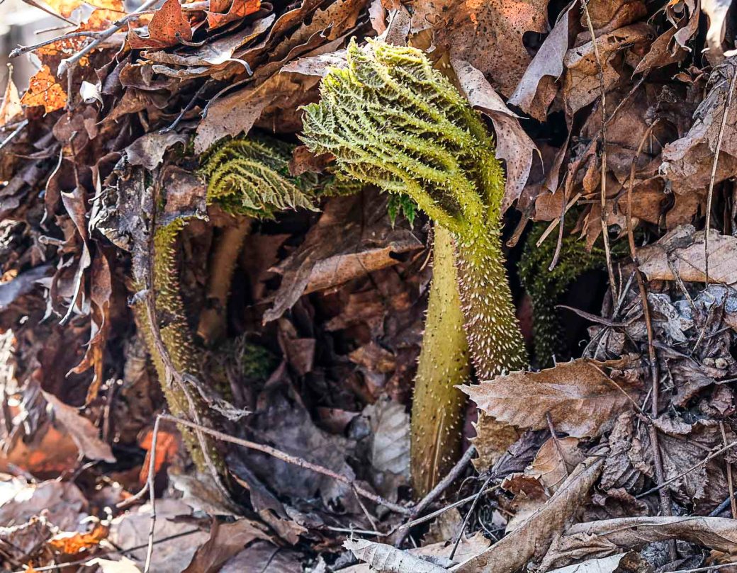 Botaniskan CPH med Viveka 016-2