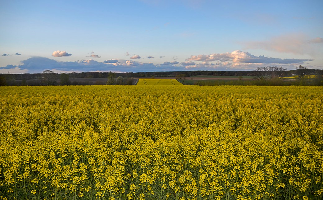 Macro bok, utefoto GBF och rapsfält 128-4