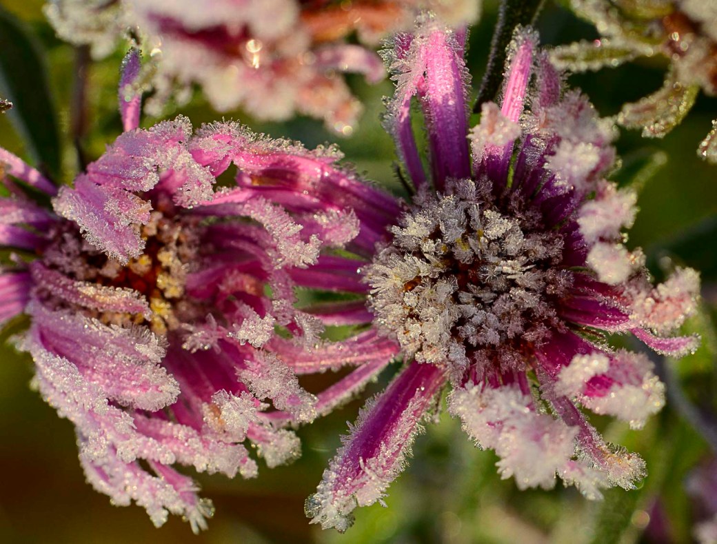 Macro höst och frost 060-2