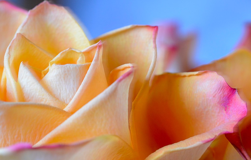 Macro påfågel och rosor 019-Redigera