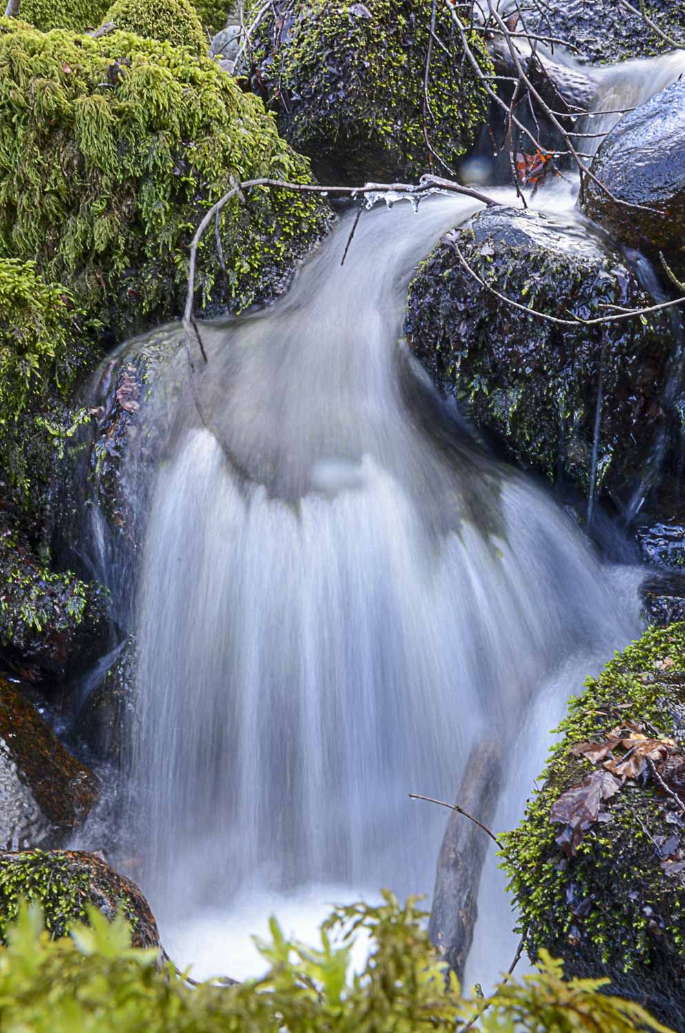 Våren är på väg 222-2