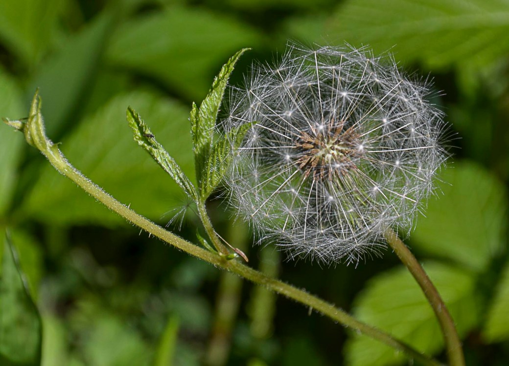 c385raslc3b6vs-mosse-i-maj-029-2