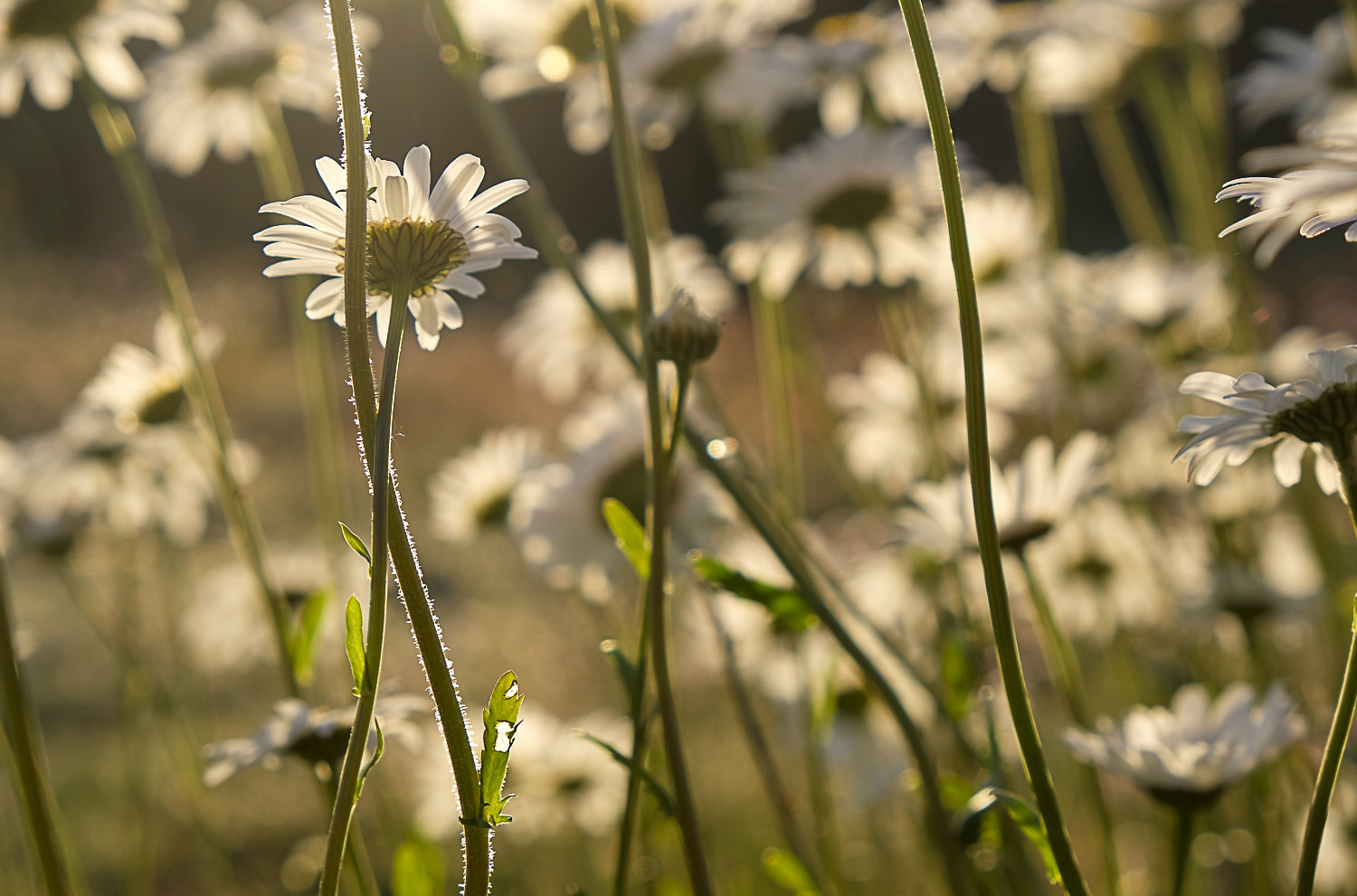 Födelsedagsblommor och Millegarne med Emma 116-2