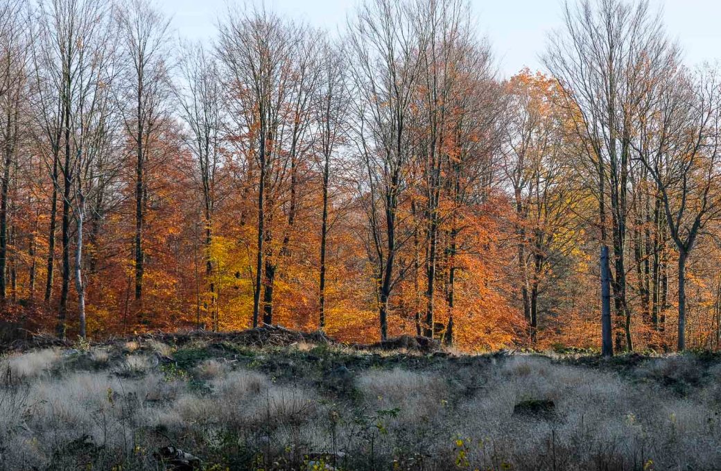 Bockeboda november 2018 064-2